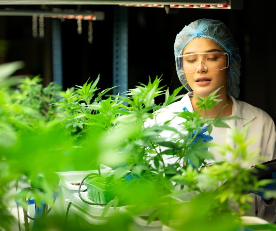 How Do I Sign Up for a Medical Prescription for Cannabis?