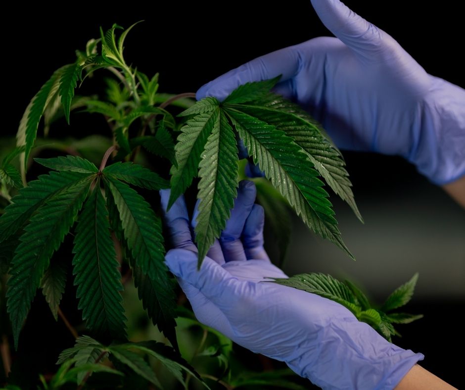 What Conditions Are Eligible for the Use of Medical Cannabis?