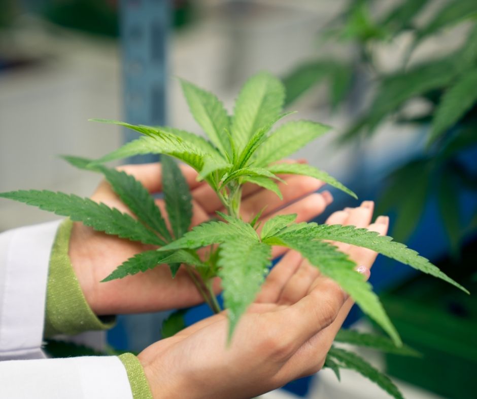 Can You Travel or Drive with Medical Cannabis in the UK?  Here’s What You Need to Know